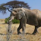 Namibia - Begegnung mit Elefanten im Ethosha Nationalpark