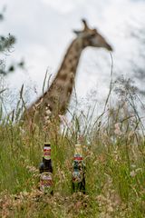 Namibia Bier