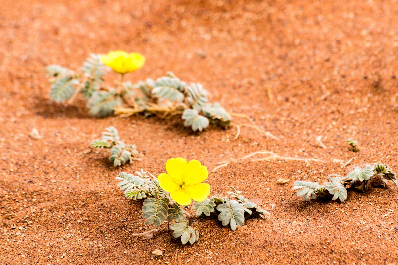 Namibia Blümchen