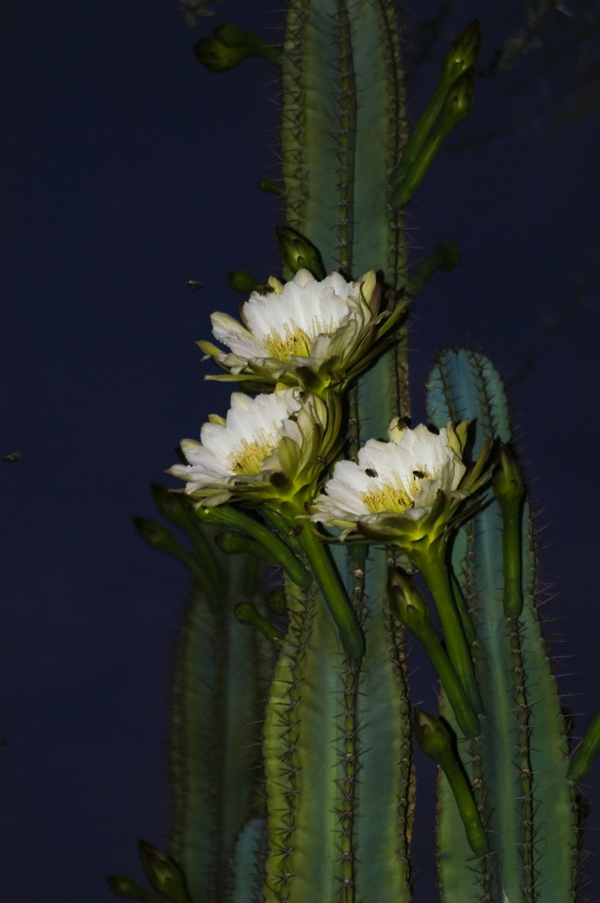 Namibia - Blüten am Säulenkaktus