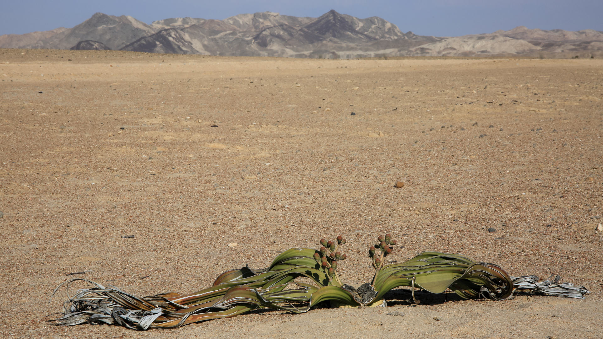 Namibia, Botswana 2017-363