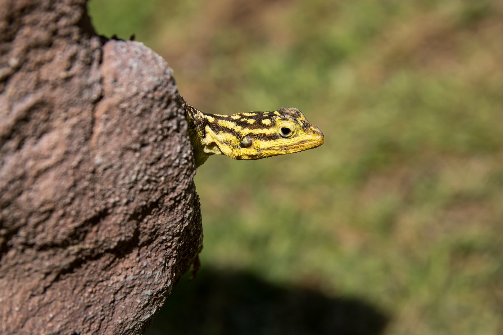 Namibia, Botswana 2017-442