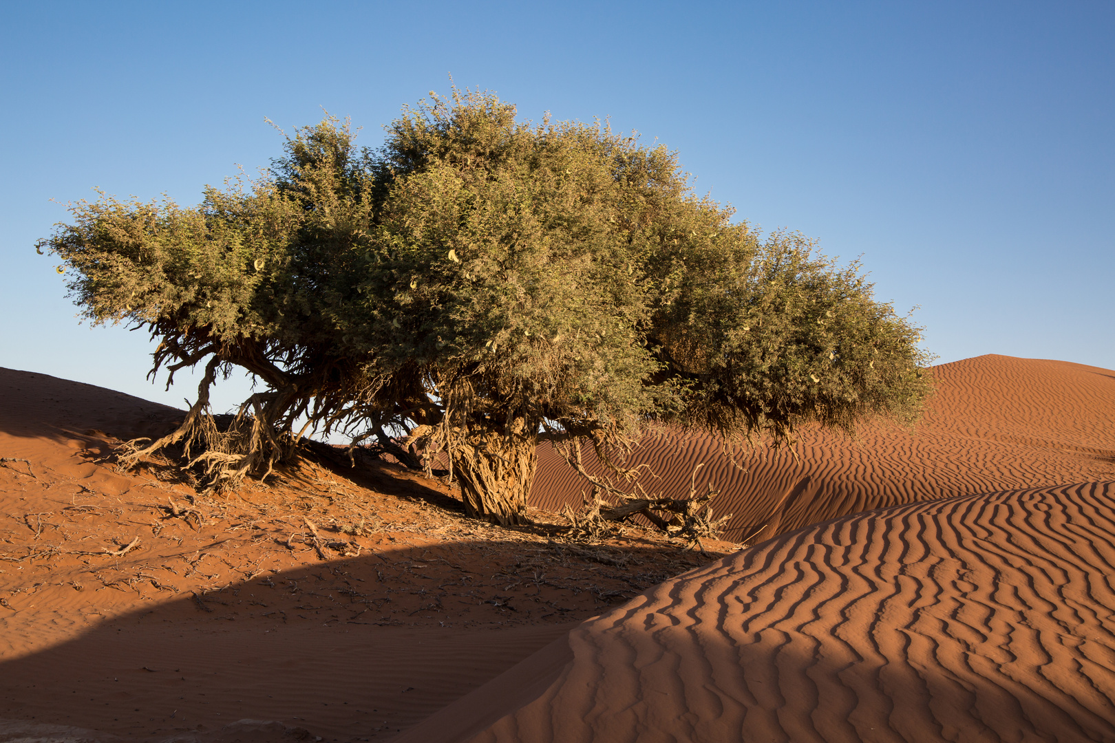 Namibia, Botswana 2017-46