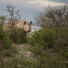 Namibia, Botswana 2017-519