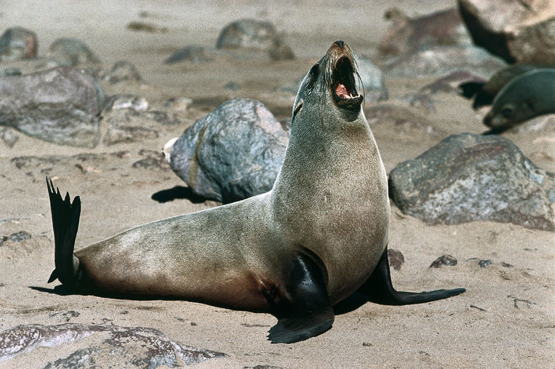 NAMIBIA Cape Cross.jpg