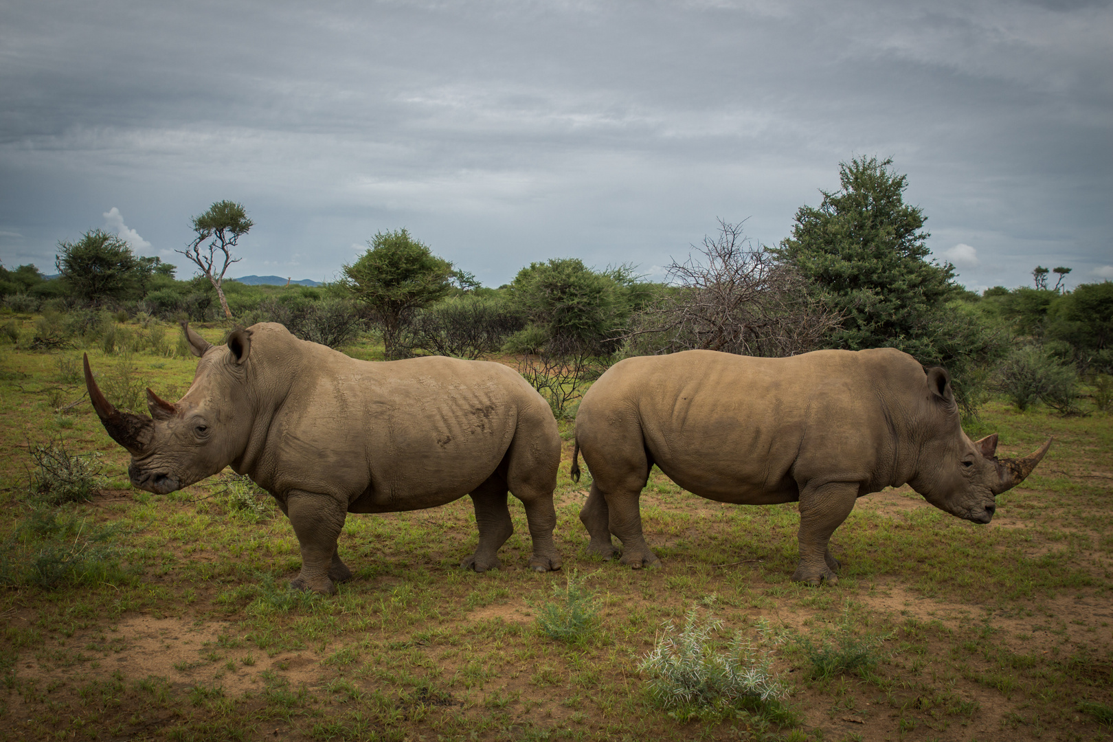 Namibia Das Paar