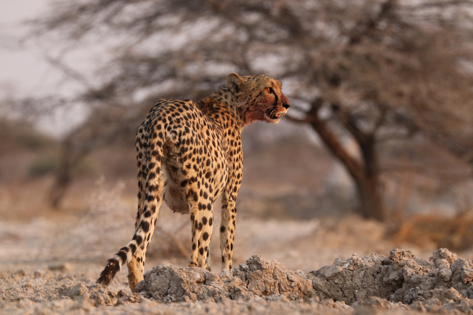 Namibia