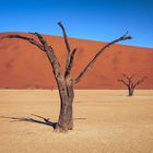 Namibia - dead vlei 2