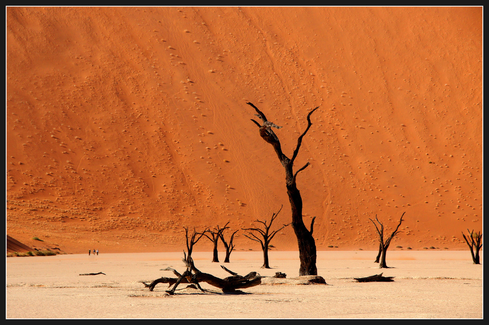 Namibia: Dead Vlei