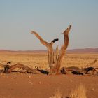 Namibia - Deserto Panorama