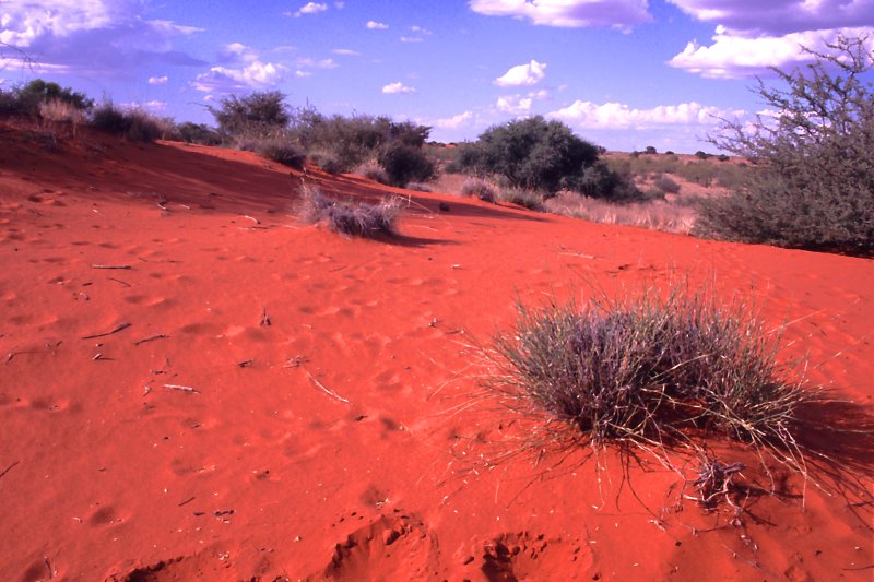 NAMIBIA: Die Kalahari