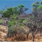 Namibia - Dieser Himmel ist kein blauer!