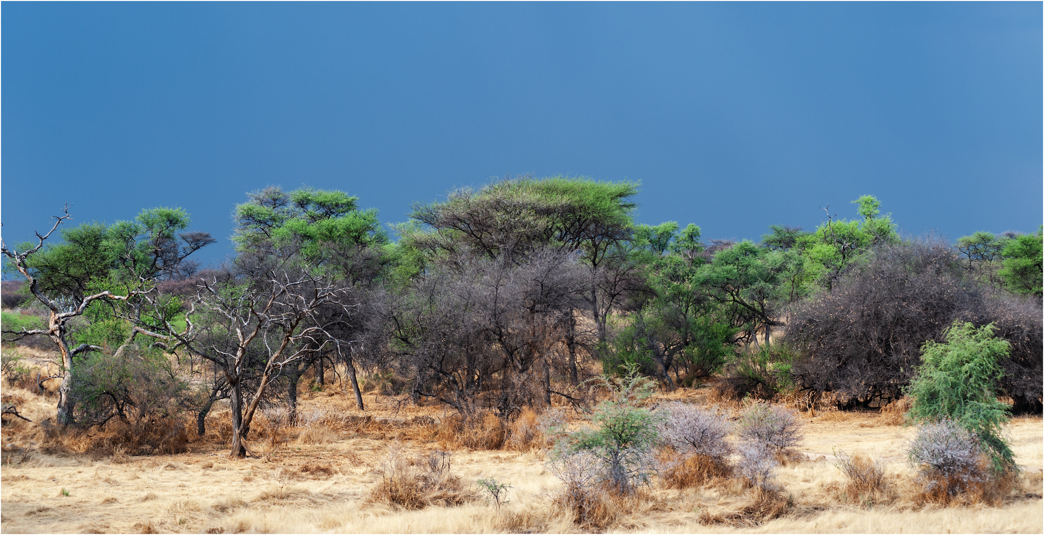 Namibia - Dieser Himmel ist kein blauer!