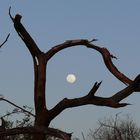 Namibia - Dieser Mond musste mal eingerahmt werden