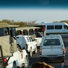 Namibia: ein Löwe, ein Löwe ....