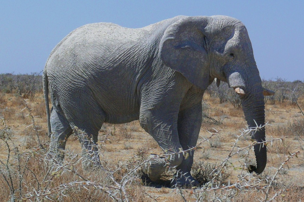 Namibia - Ein Prachtexemplar von Elefant