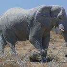 Namibia - Ein Prachtexemplar von Elefant