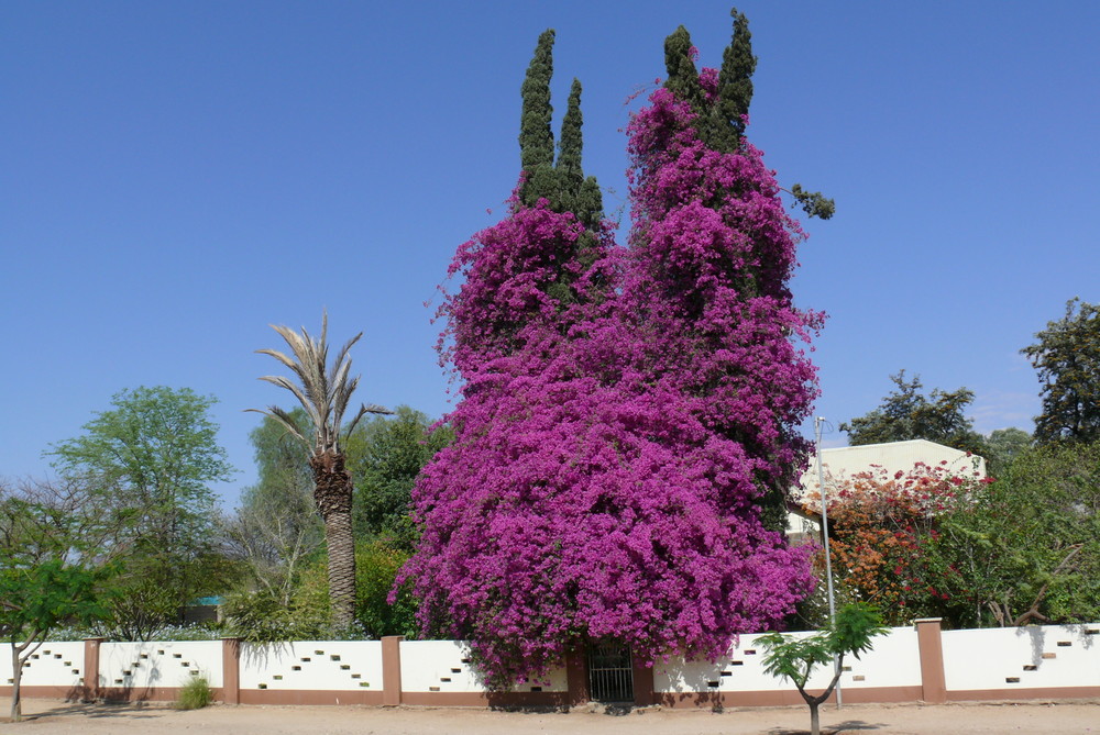 Namibia - Ein wahrer Traum von Baum