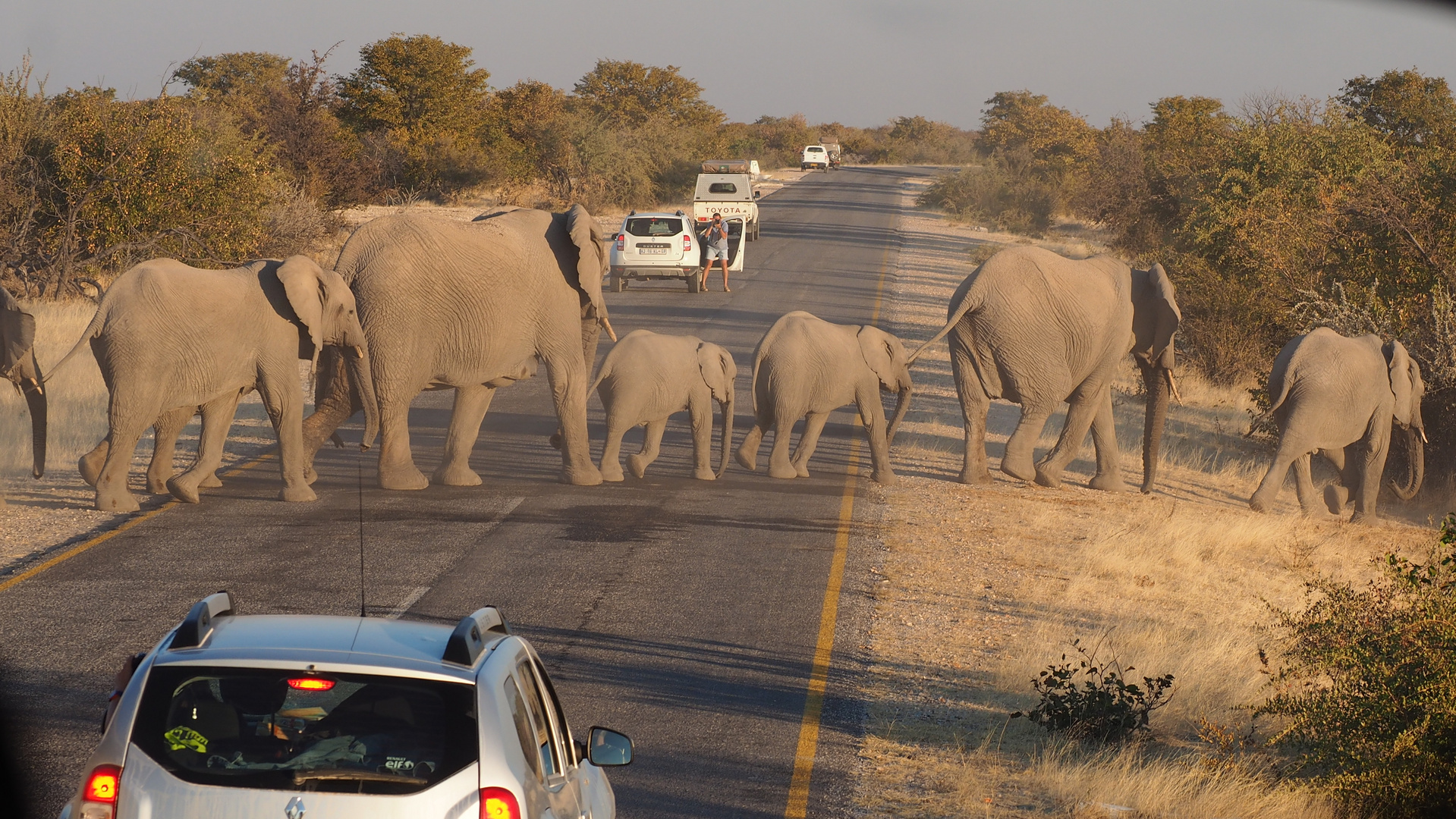 Namibia Elefanten Etocha Nationalpark