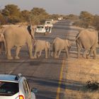 Namibia Elefanten Etocha Nationalpark