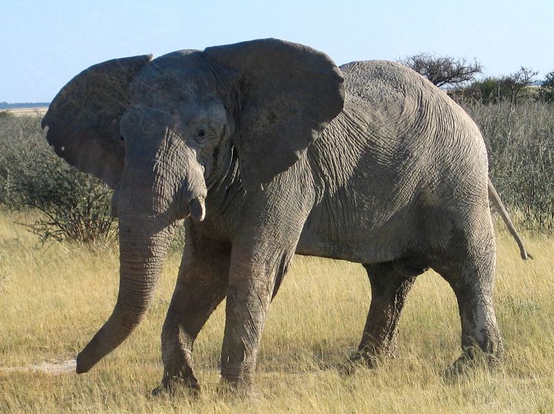 Namibia Etosha