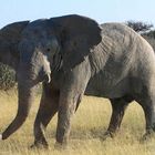 Namibia Etosha