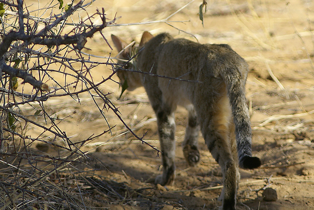 NAMIBIA Etosha african Wildcat