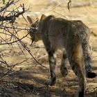 NAMIBIA Etosha african Wildcat