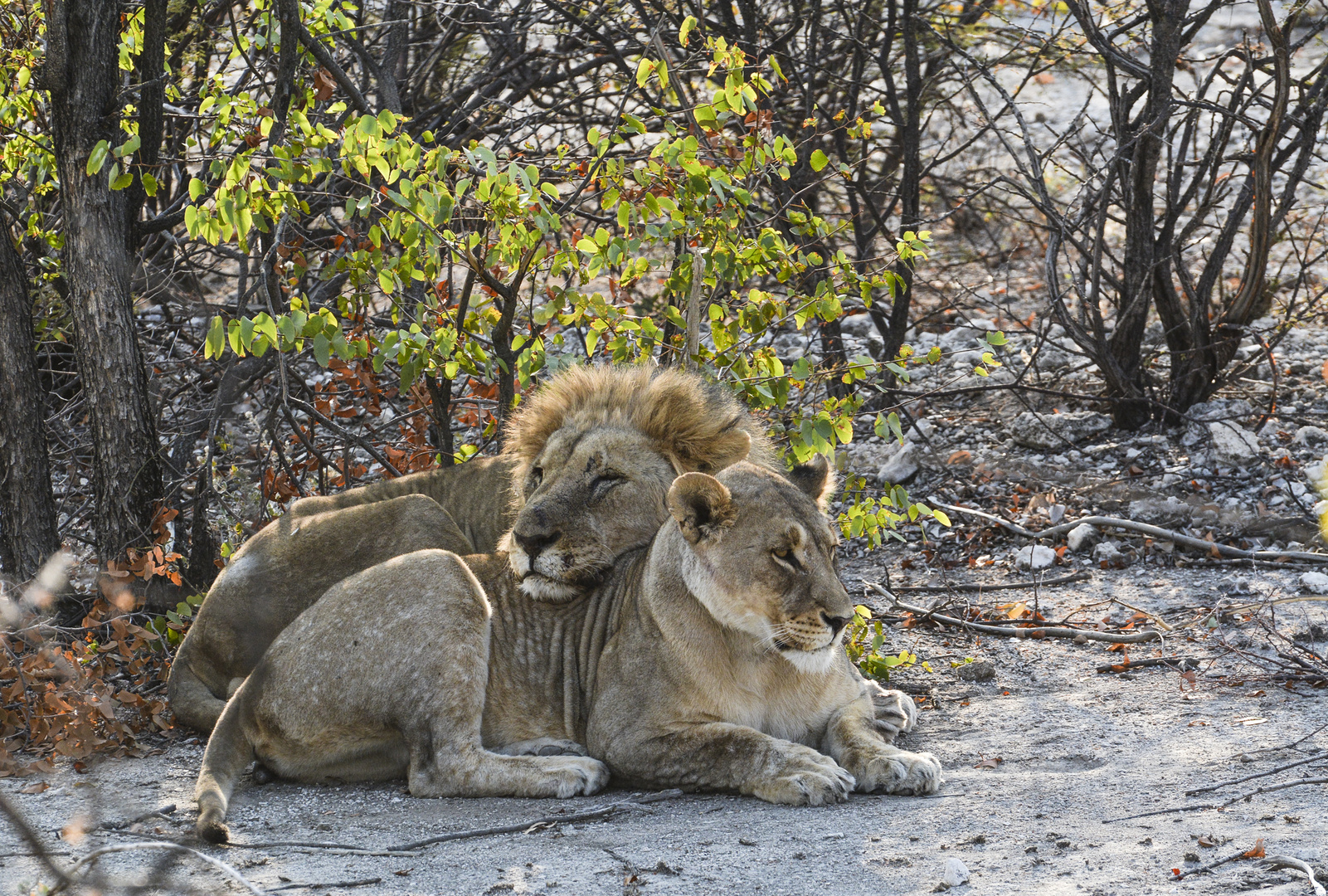 Namibia, Etosha