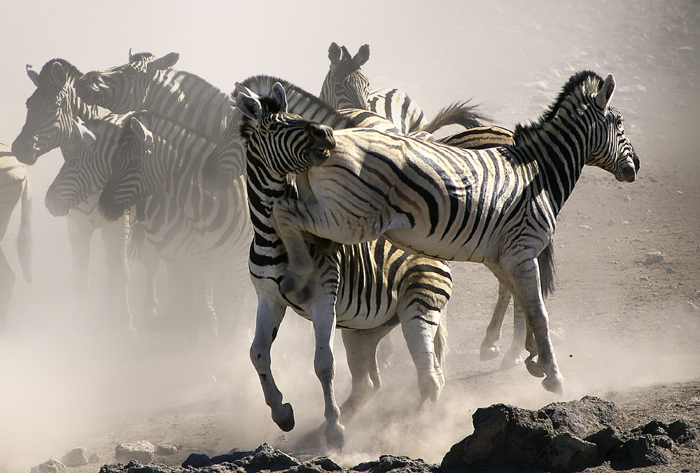 NAMIBIA Etosha ein Wasserloch 1