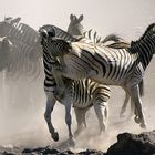 NAMIBIA Etosha ein Wasserloch 1