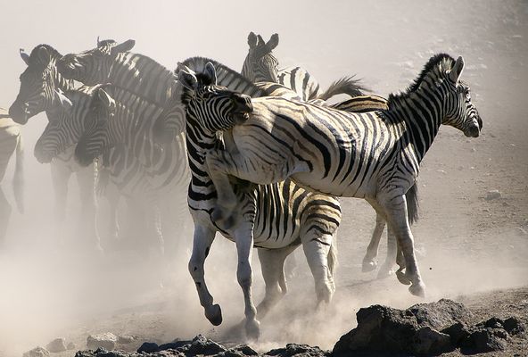 NAMIBIA Etosha ein Wasserloch 1