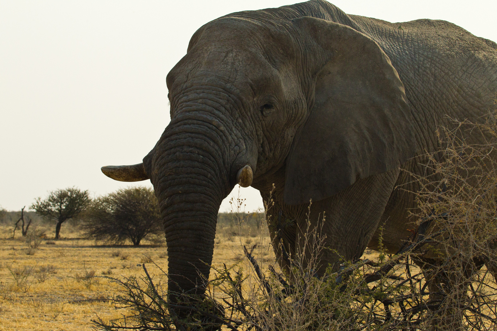 Namibia - Etosha - Elefant