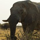 Namibia - Etosha - Elefant