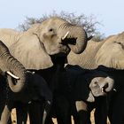 NAMIBIA Etosha Elefanten 1
