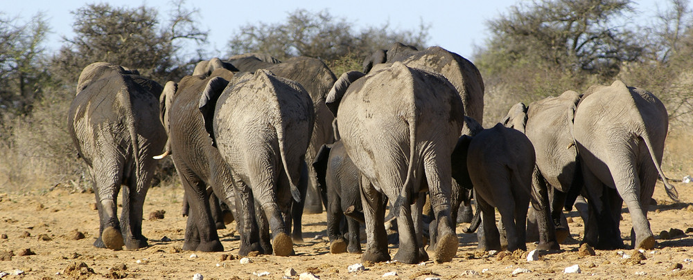 NAMIBIA Etosha Elefanten 2