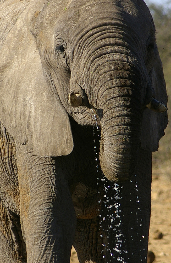 NAMIBIA Etosha Elefanten 4