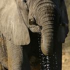 NAMIBIA Etosha Elefanten 4