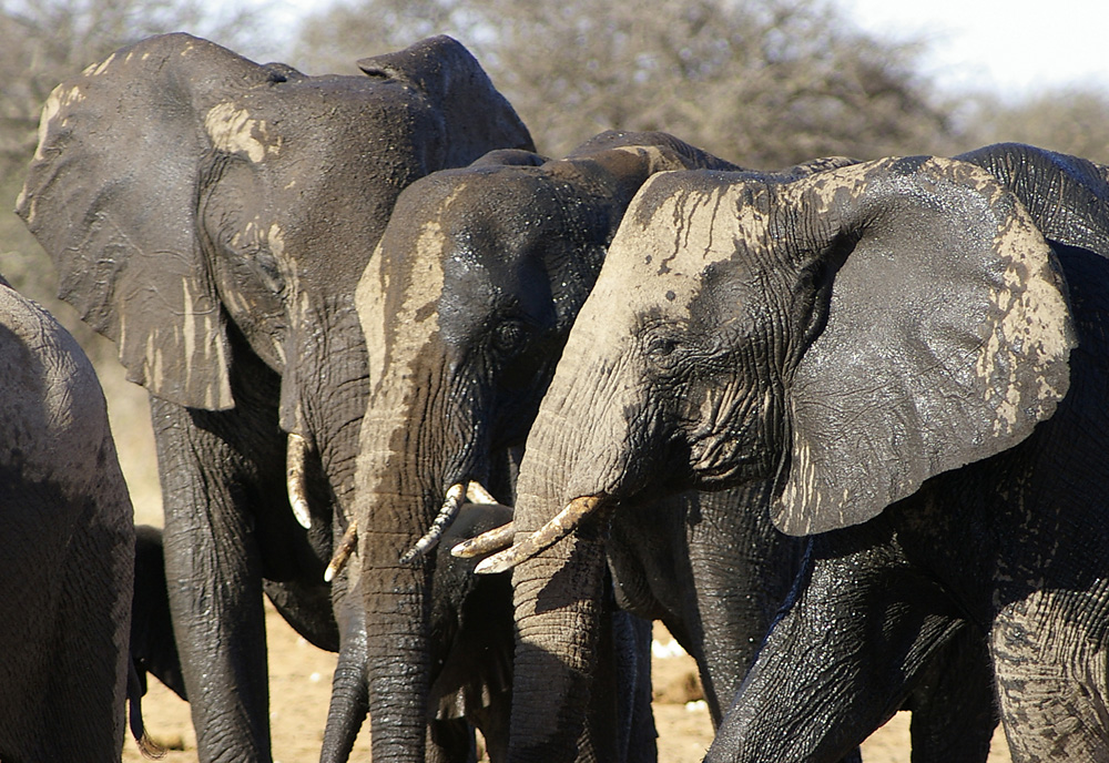 NAMIBIA Etosha Elefanten 5