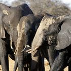 NAMIBIA Etosha Elefanten 5