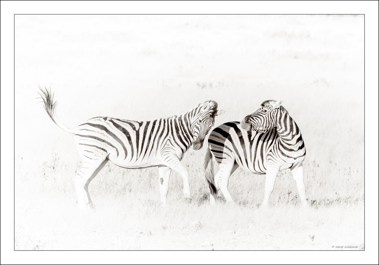 Namibia - Etosha