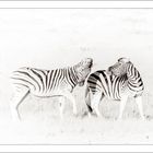 Namibia - Etosha