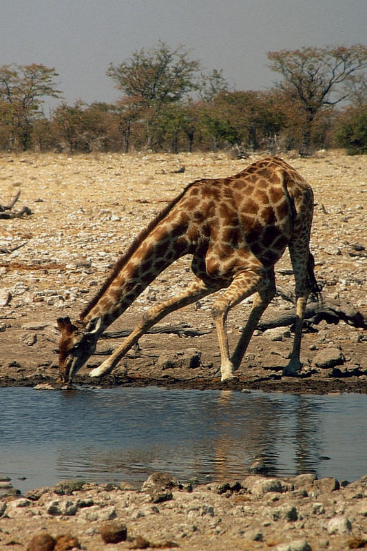 Namibia: Etosha - Giraffe