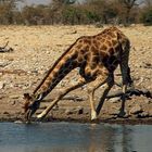 Namibia: Etosha - Giraffe
