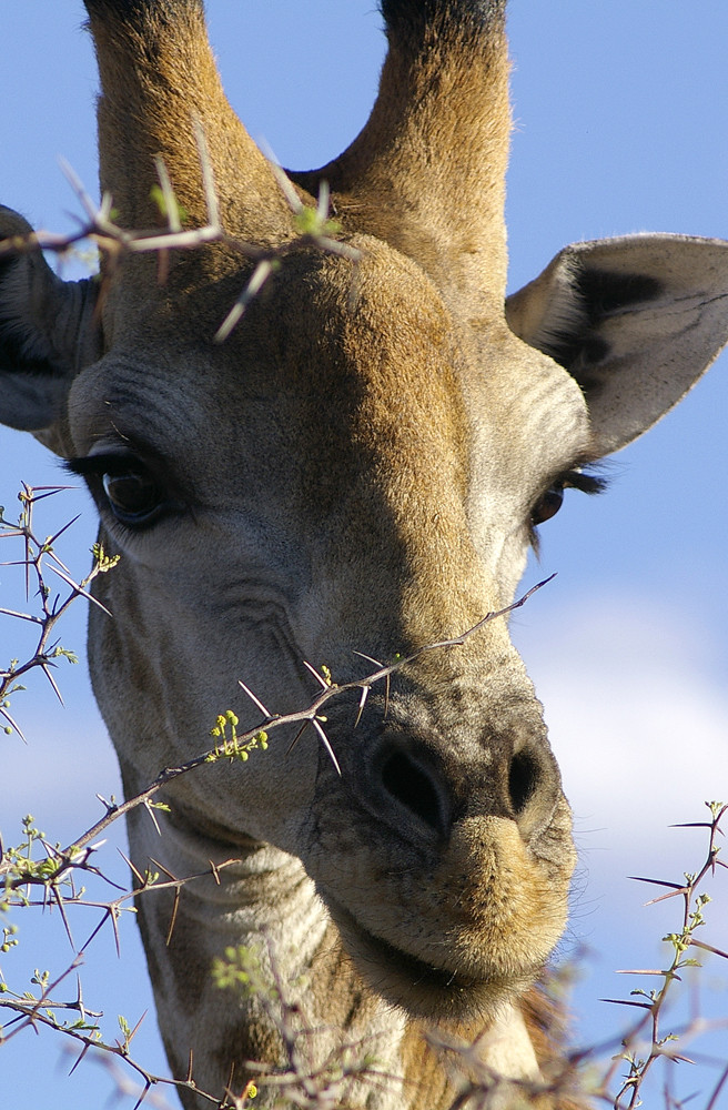 NAMIBIA Etosha Giraffenportrait