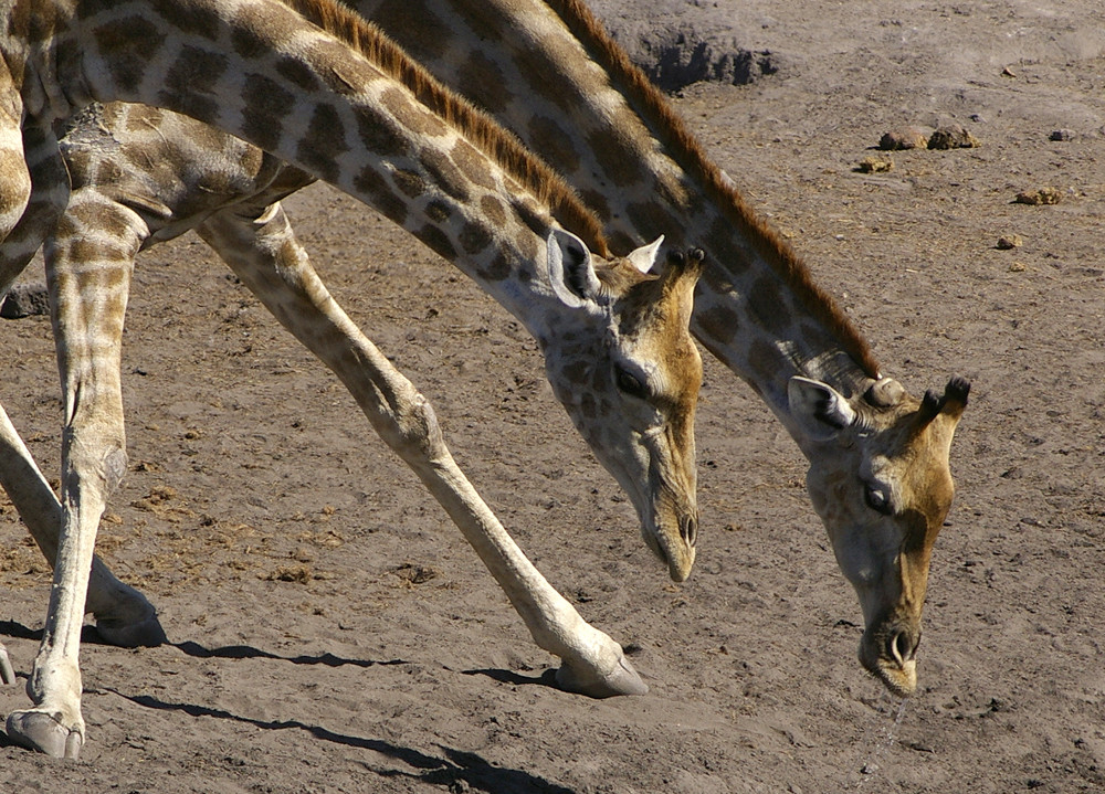 NAMIBIA Etosha Giraffenportrait