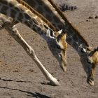 NAMIBIA Etosha Giraffenportrait