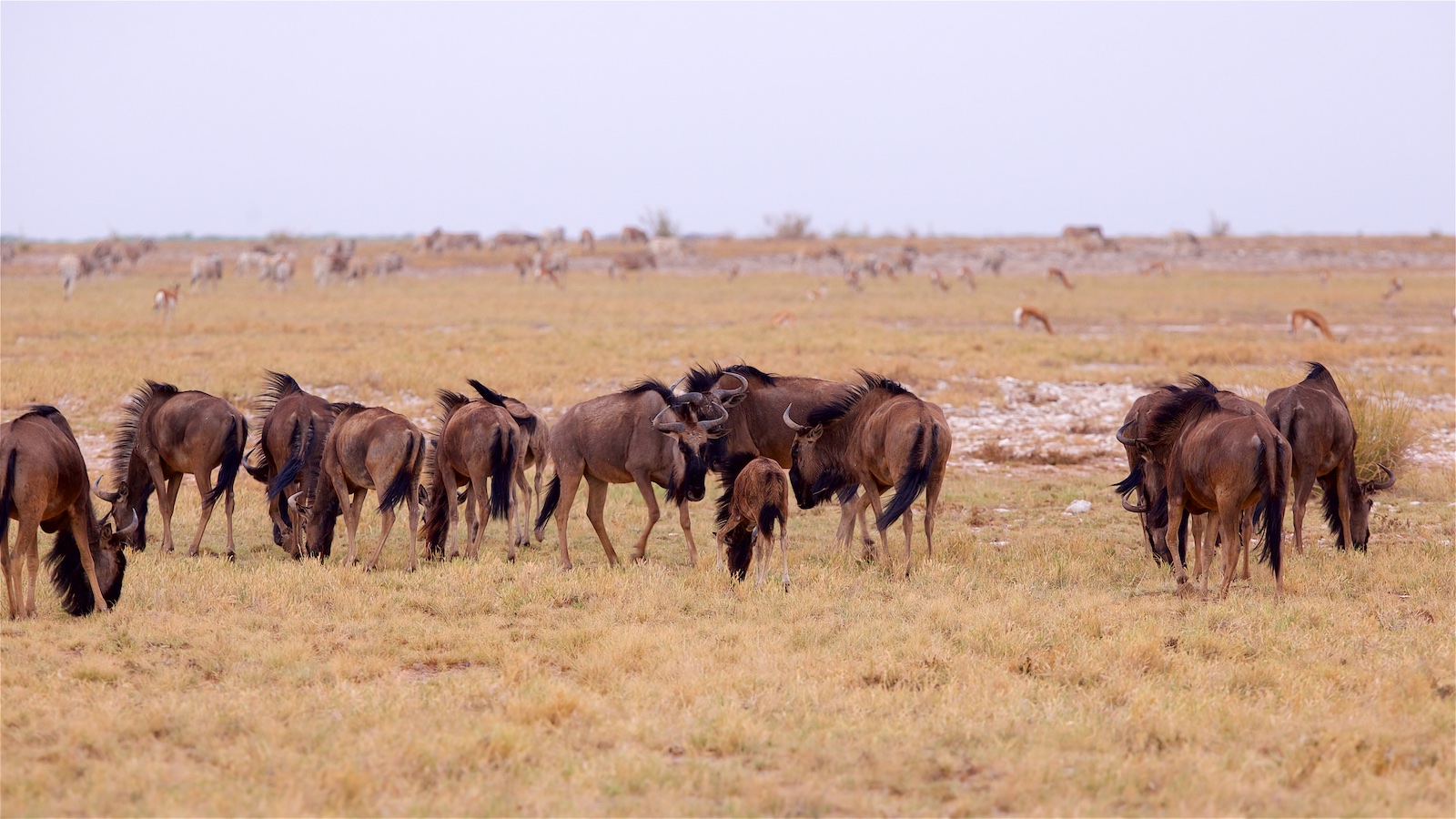 Namibia - Etosha - Gnuherde