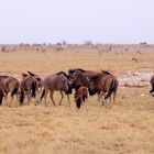Namibia - Etosha - Gnuherde