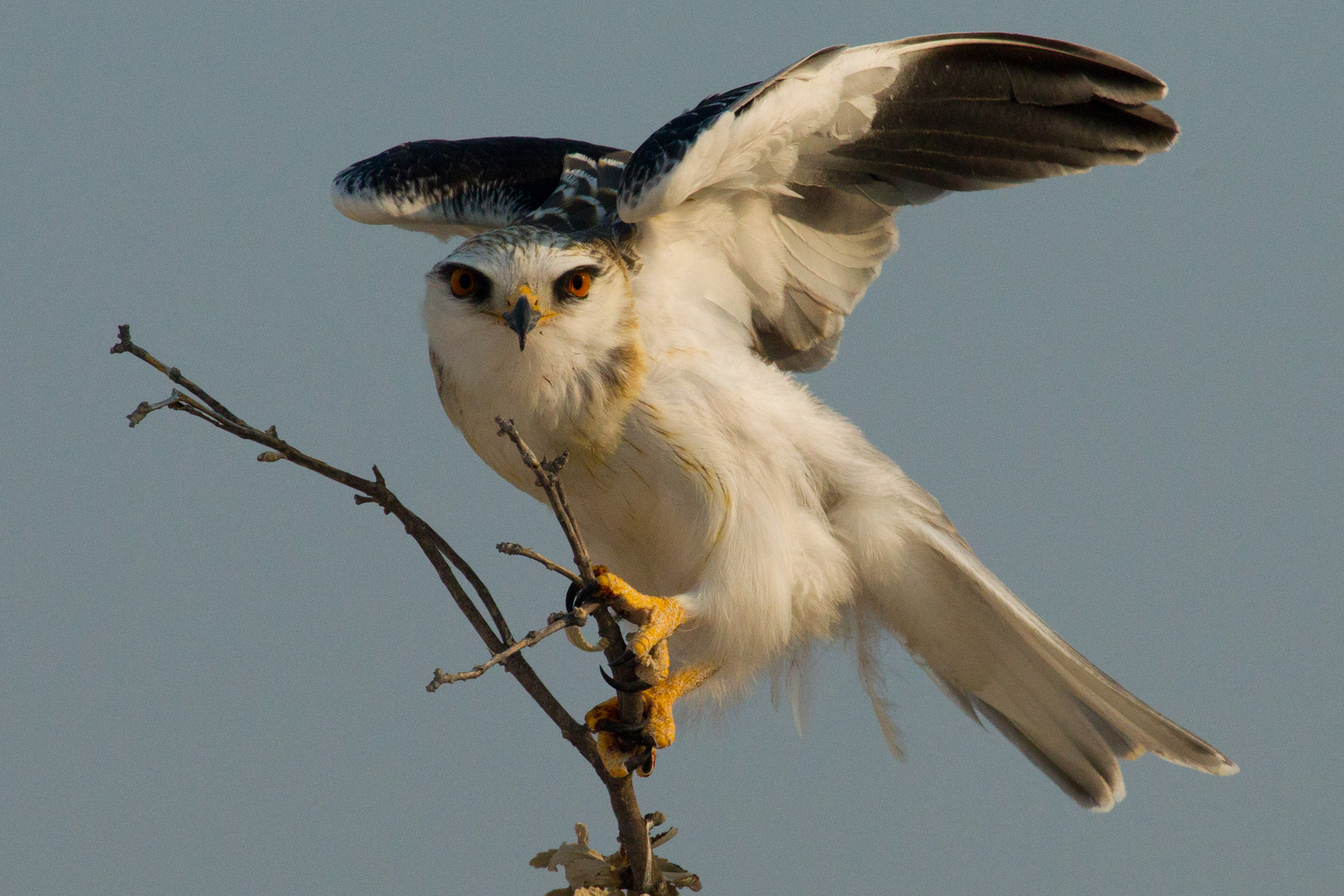 Namibia - Etosha - Greifvogel